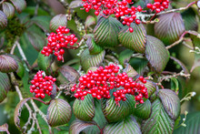 Abundant Red Berries On Cotoneaster Shrub In Autumn