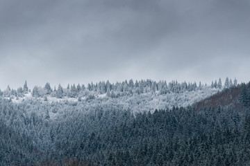 Snowy pine forest close up at a cold winter day in the Carpathian mountains with dark clouds.