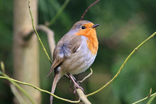Robin Perched On A Branch	