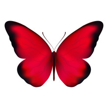 Realistic Red Butterfly Isolated On A White Background. Beautiful Vector Illustration - View From Above. Design For Paper, Baners, T-shirts, Logos And More.