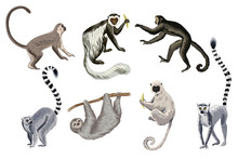 Tropical Vintage Wild Animals Clip Art. Monkey, Lemur, Sloth Wildlife Print.