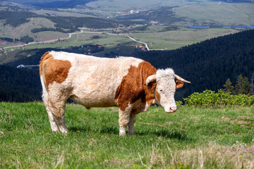 Wall Mural - Young bull in meadow on the top of mountain