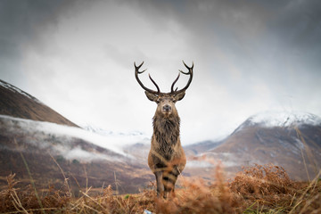 Wall Mural - monarch of the glen