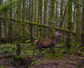 Wall Mural - monarch of the glen