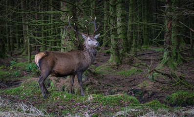 Wall Mural - Monarch Of The Glen