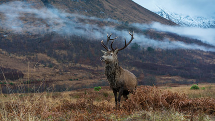 Canvas Print - Monarch Of The Glen