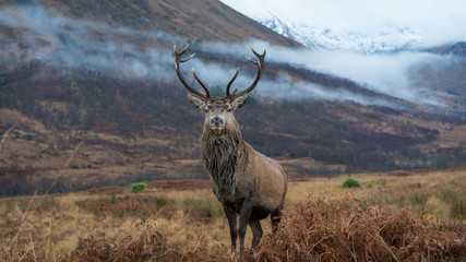 Wall Mural - monarch of the glen