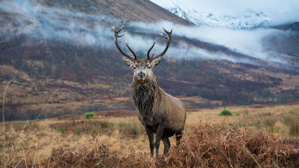 Wall Mural - monarch of the glen