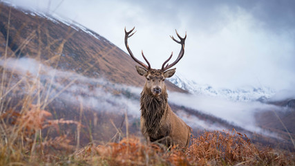 Wall Mural - monarch of the glen
