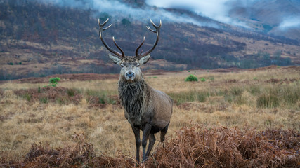 Wall Mural - monarch of the glen