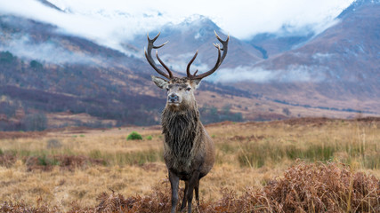 Wall Mural - monarch of the glen
