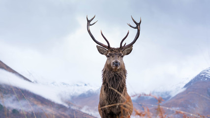 Wall Mural - monarch of the glen