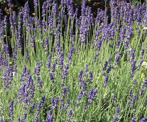 Lavender