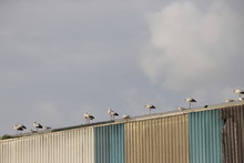 Storks And Seagulls On The Roof Of Garbage Storages