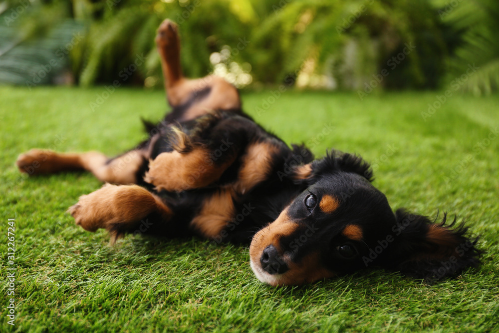 Cute dog relaxing on grass outdoors. Friendly pet - obrazy, fototapety, plakaty 