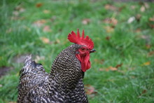 Barred Rock Rooster At A Farm In Oldebroek In The Netherlands