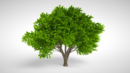 Summer tree with wind in foliage isolated on white background. Lemon tree. 3D Rendering.