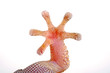 Haftlamellen eines Geckos (Chondrodactylus bibronii) - adhesive lamellas of a gecko