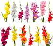 Collection gladiolus flowers isolated on white background. Yellow, red, pink, orange, green. Flat lay, top view
