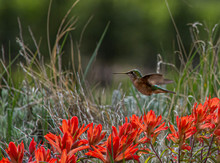 Hummimgbird Hovering Above Indian Paintbrush Flowers