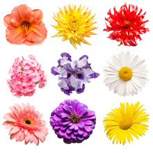 Flowers Collection Of Assorted Phlox, Gerbera, Iris, Chamomile, Dahlia, Day-lily, Lily, Zinnia Isolated On White Background. Flat Lay, Top View
