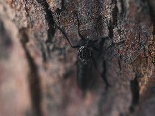 Wall Mural - Insect on a tree
