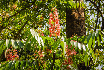 Wall Mural - Bretschneidera sinensis,ChomphuPhukha flowers,Chompoo Phu Kha bloom, Doi Phu Kha National Park, Nan Province, Thailand