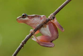 Northern Dwarf Tree Frog