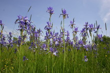 Natural Iris Meadow In Peak Flowering