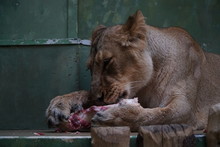 Lioness In Zoo Eating Meet