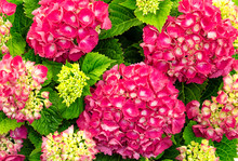 Closeup From Above Of Fresh And Colorful Hydrangea Plant