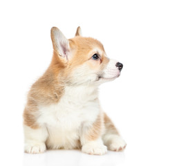 Sticker - Cute Pembroke Welsh Corgi puppy sits in profile and looks away. isolated on white background