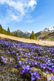 Fototapeta Kwiaty - pola krokusów, wiosna, zakopane
