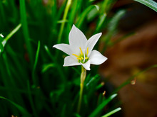 Beutiful White Flower Ornithogalum Umbellatum Grass Lily In Bloom