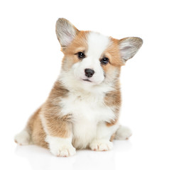 Aufkleber - Cute Pembroke Welsh Corgi puppy sits looks at camera. isolated on white background