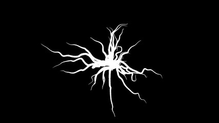 Wall Mural - abstract white roots growing and spreading into all the sides on black background. animation. many g
