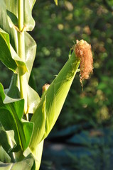 Wall Mural - corn