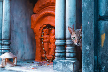 The Streets Of Varanasi. Curious Stray Cat Peeking From A Corner Next To A Little Bright Orange Strett Temple Dedicated To The God Hanuman.