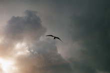 A Flying Seagull Bird In The Sky Amid Gloomy Clouds During An Impending Thunderstorm. Natural Background.