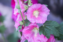 Blooming Pink Mallow Flowers (Malva Alcea, Cut-leaved Mallow, Vervain Mallow Or Hollyhock Mallow) In Summer Garden.