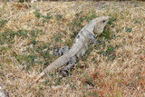 Fototapeta Zwierzęta - Iguana w Meksyku
