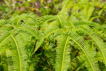 Wall Mural - bushy fern bush seasonal forest background green bright natural base