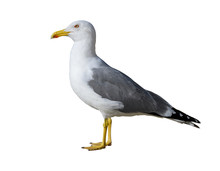Seagull Isolated On White Background