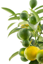 Fresh Vegetable Citrus Green Fruit Ripe Yellow On White Isolated Background