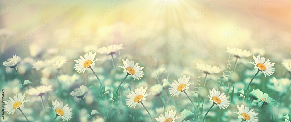 Selective and soft focus on daisy flower, daisy flower lit by sun rays - sunbeams - obrazy, fototapety, plakaty 