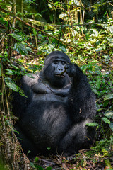 Mountain Silverback Gorilla in Bwindi Impenetrable National Park in Uganda.