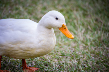 close up of white duck