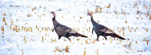 Two Wild Turkeys Walking In A Snowy Corn Field In A Panoramic
