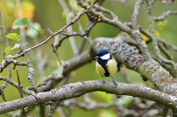 Great tit sitting on a tree branch in a garden park looking for feeding