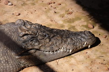 Crocodile Is Sunbathing Within The Sakon Nakhon Zoo